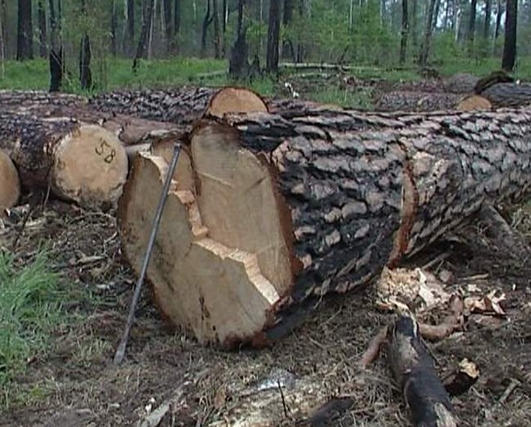 В Амгинском районе работника лесничества осудили за незаконную вырубку леса