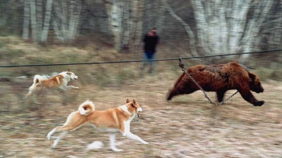 Эсеры выступили против варварских методов тренировки охотничьих собак