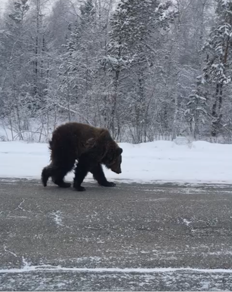 На Маганскую трассу вышел медвежонок ВИДЕО
