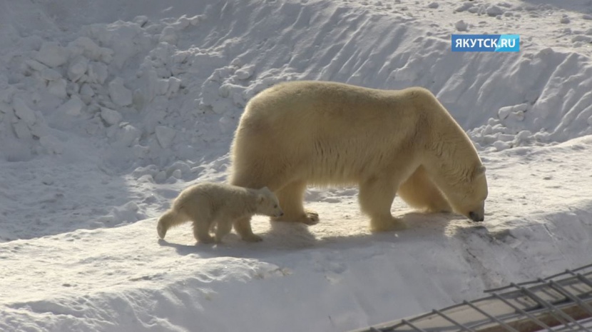 Якутскую медведицу Харчаану передадут Ленинградскому парку 6 декабря
