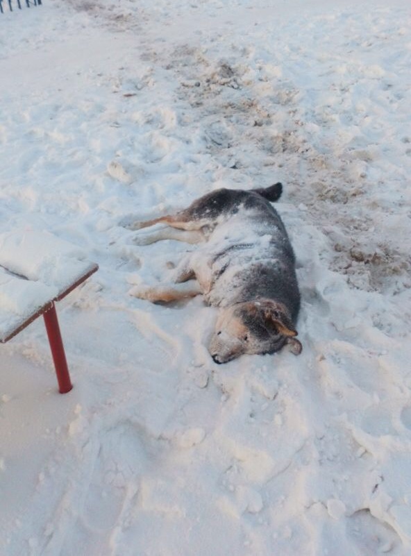 В Якутске убивают собак ВИДЕО