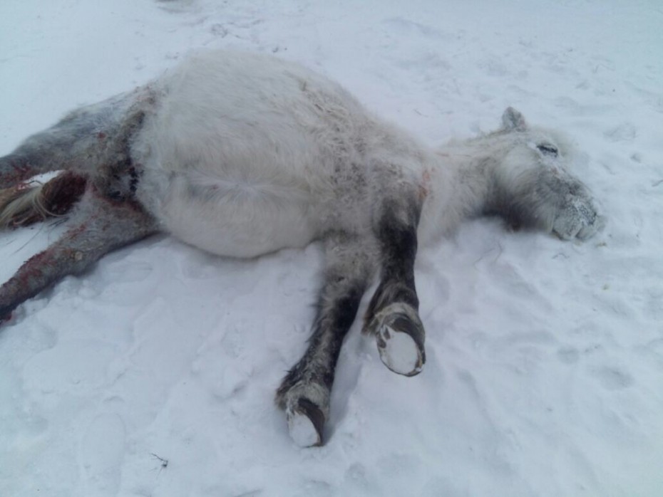 Жертвой травли безнадзорных животных в Якутске стала беременная лошадь