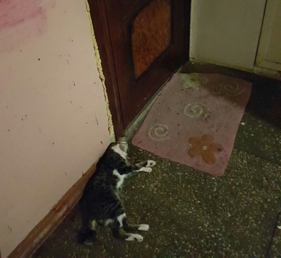 В Якутске в «кошкином доме» женщина убила собственного кота