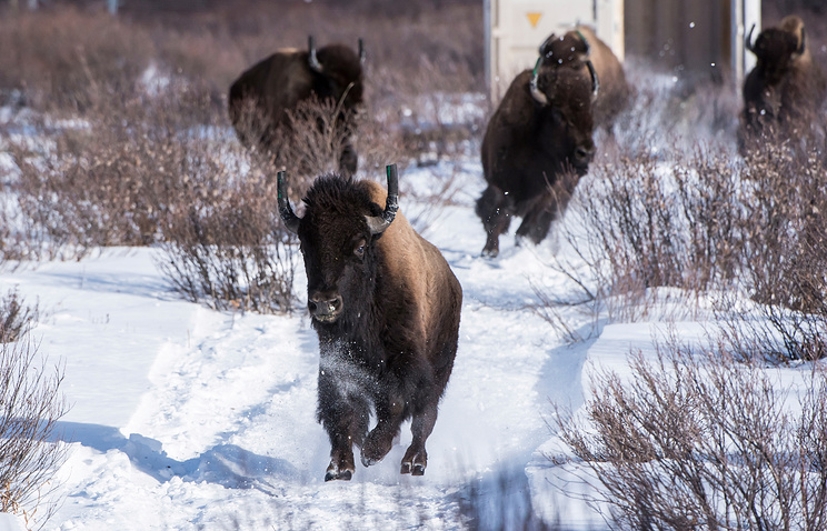 Из Канады в Якутию завезут очередную партию бизонов 