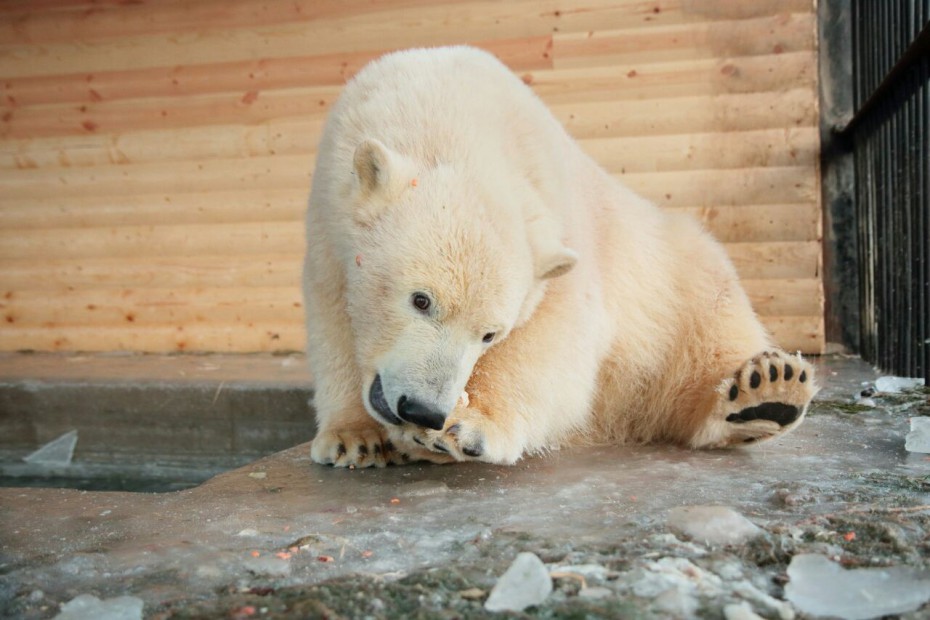 Фото медведицы Харчааны из Ленинградского зоопарка