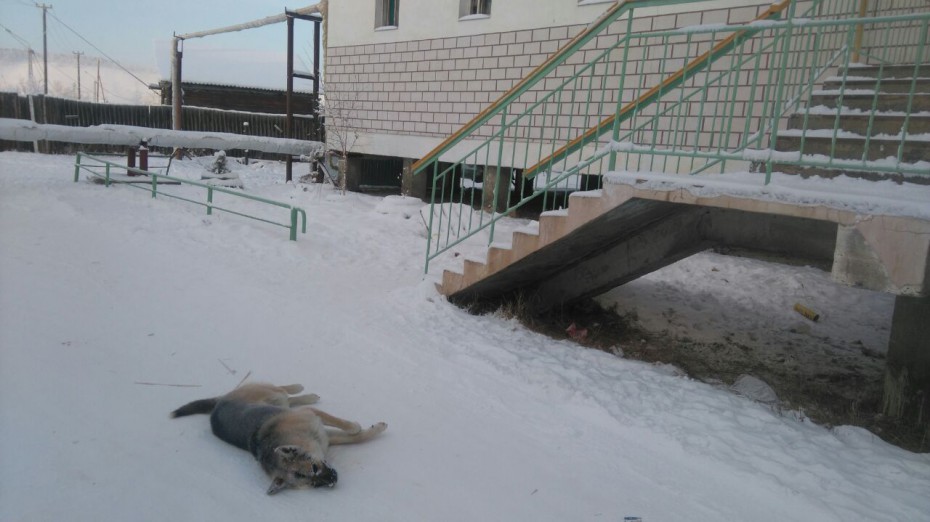 В Якутске жители жалуются на трупы собак "с признаками отравления"