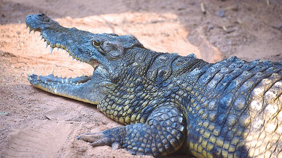 В Мексике крокодил утащил под воду 12-летнего мальчика