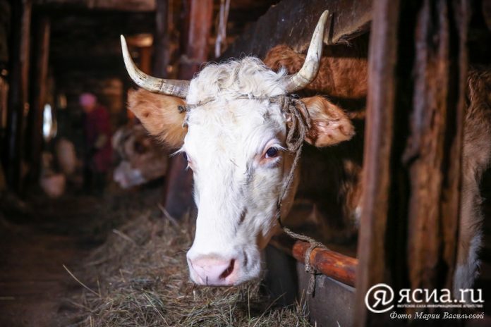 На ферме молодого фермера в Якутии задохнулись 14 коров