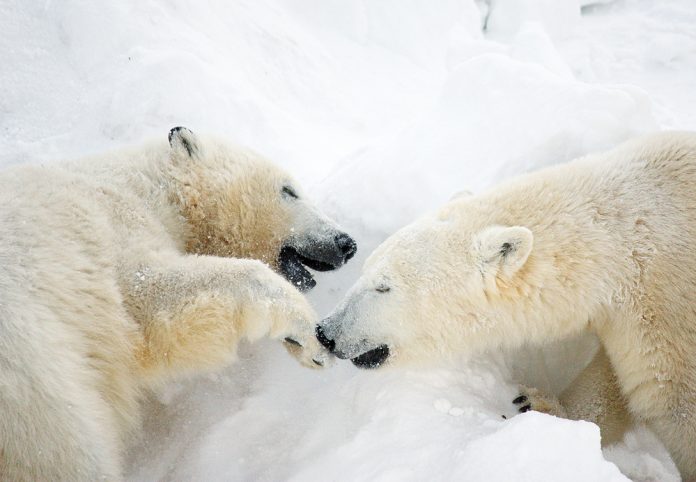 Белые медведи Колымана и Ломоносов в начале марта объединятся