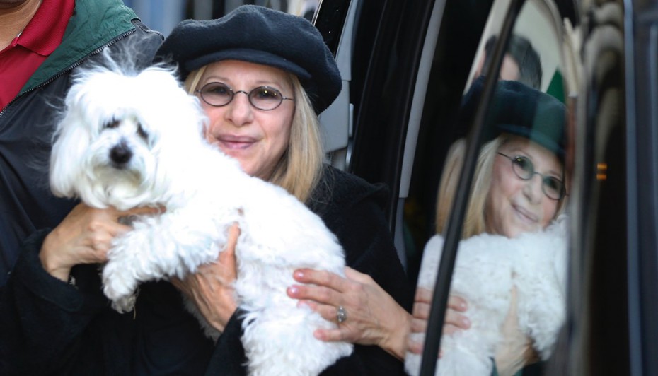 Актриса Барбра Стрейзанд дважды клонировала свою умершую собаку 