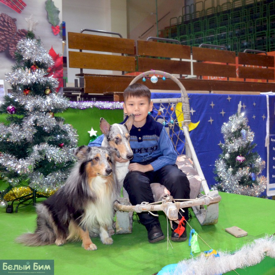 В Якутске пройдет весенняя фотозона с собаками