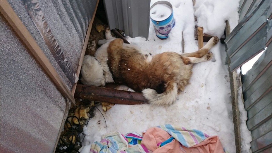 #позормирному. В Мирном продолжают убивать домашних собак ФОТО+ВИДЕО