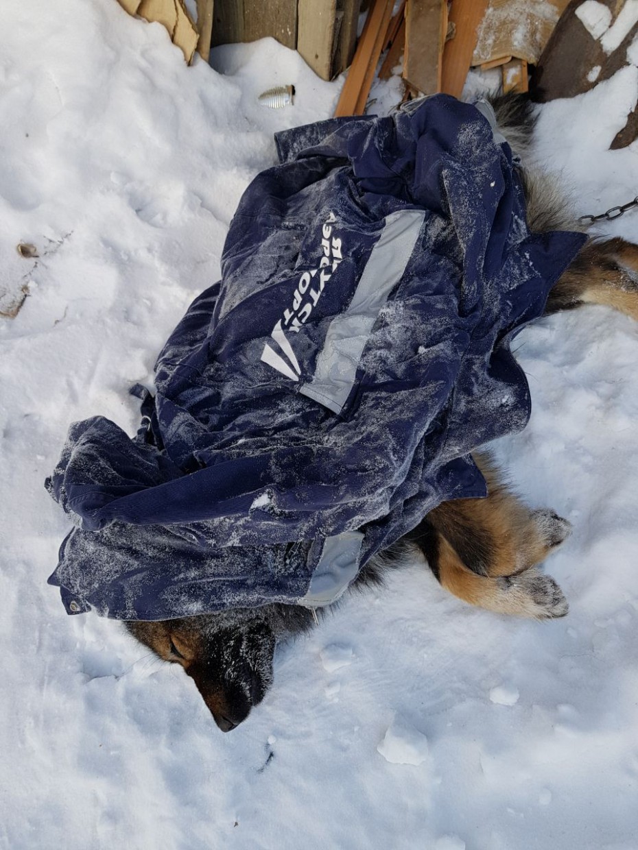В Якутске застрелили домашнего пса во дворе дома