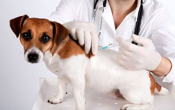 В Якутске пройдет бесплатная вакцинация домашних животных от бешенства