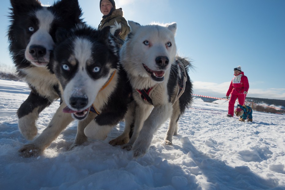 В Якутске прошли гонки на собачьих упряжках 