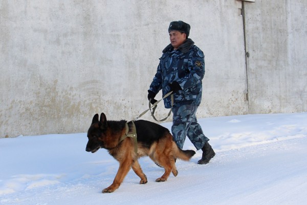 Служебные собаки предотвратили переброс запрещенных предметов в колонии №1 Якутска