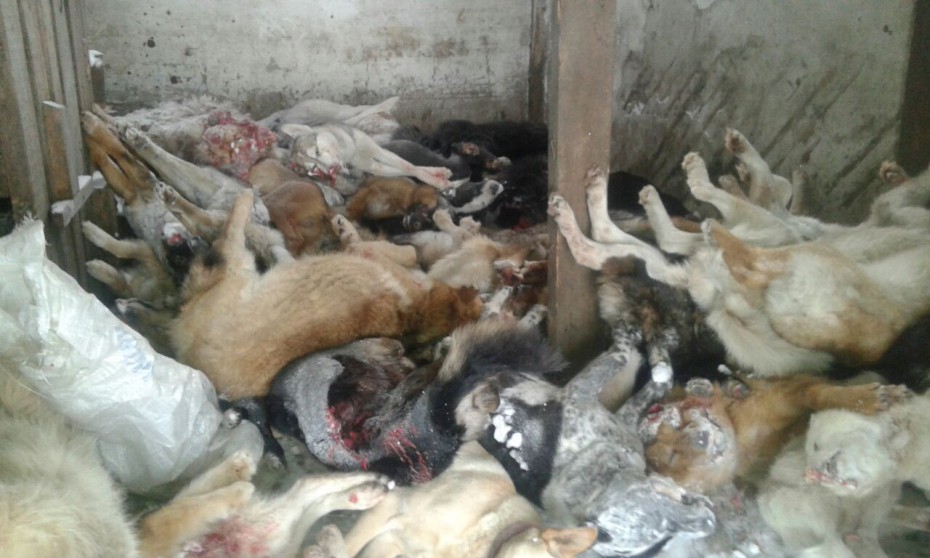 В селе Кюсюр Булунского района Якутии на улицах убивают собак 