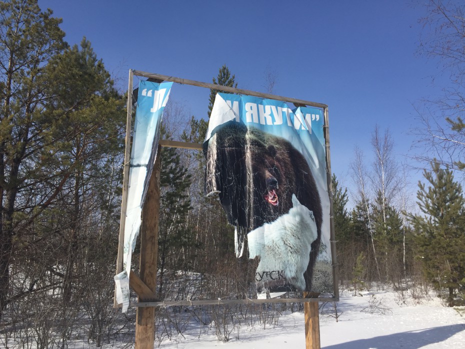В Якутске отменены соревнования по контактной притравке собак на медведя ВИДЕО