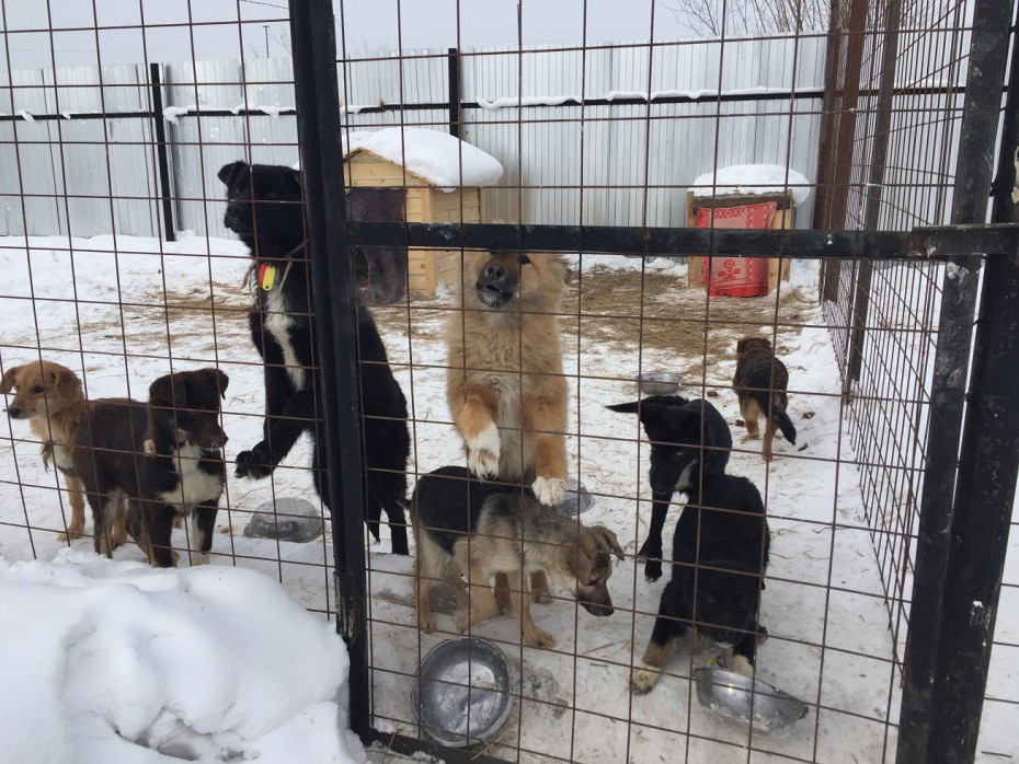 Главу наслега в Нюрбинском районе Якутии наказали за бродячих собак