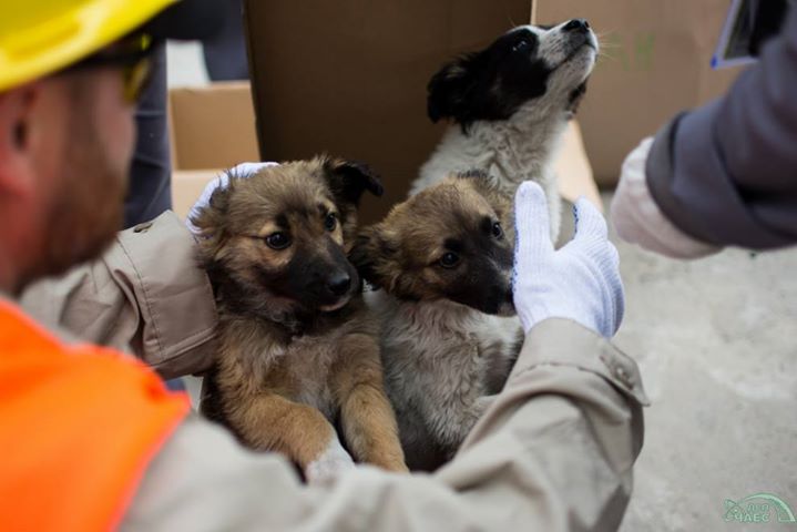 Из Чернобыльской зоны отчуждения вывезут 200 бездомных щенков