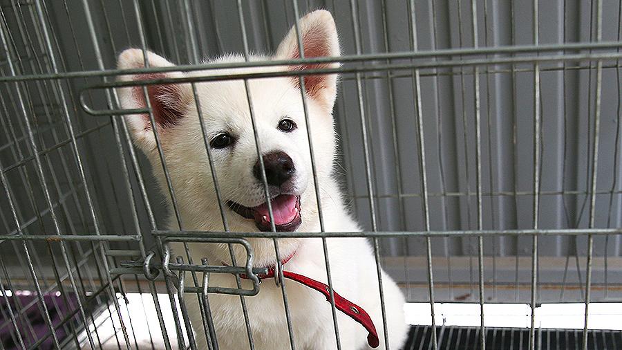 В Японии покажут щенка акита-ину, которого выбрала фигуристка Алина Загитова 