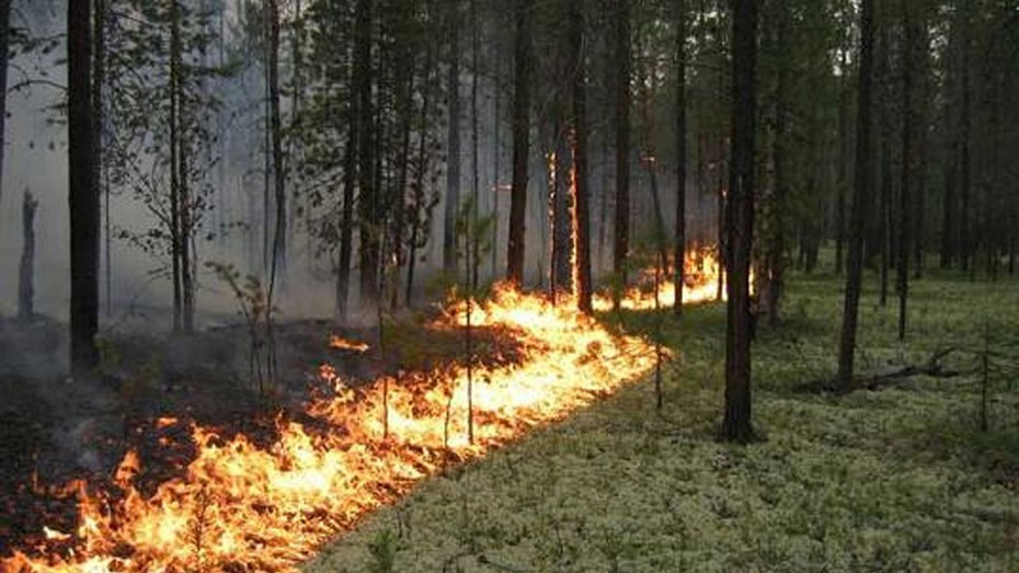 Более 13 000 пожаров в природной среде предотвращены профилактическими мерами