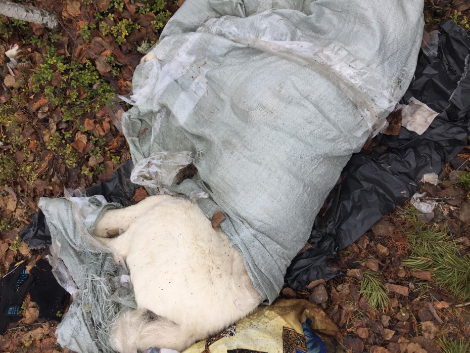 В лесу под Якутском обнаружены трупы собак