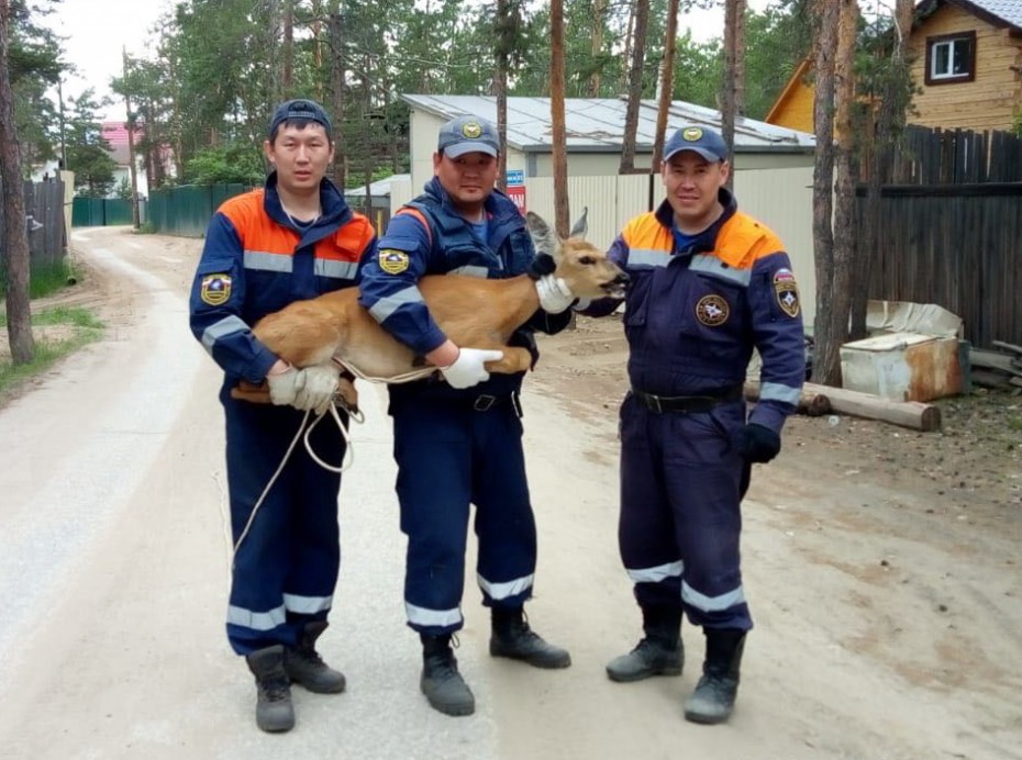 Якутские спасатели спасли косулю