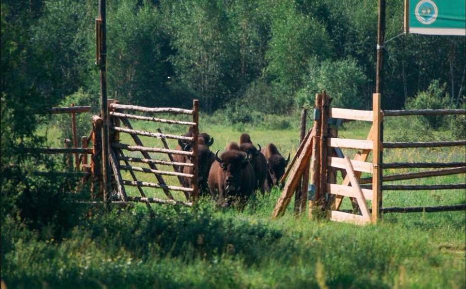 В Якутии в парке "Тымпынай" выпустили бизонов
