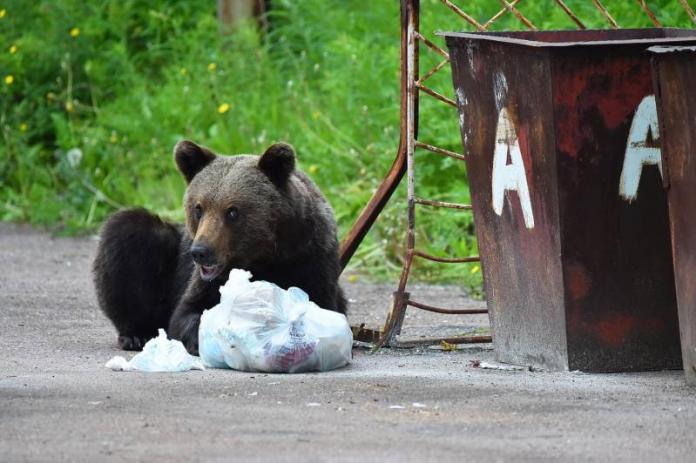 В Нерюнгри решили уничтожить медведей, которые бродят в районе больницы