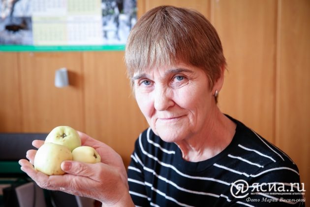 Фотофакт: В селе Покровка в Якутии выращивают яблоки