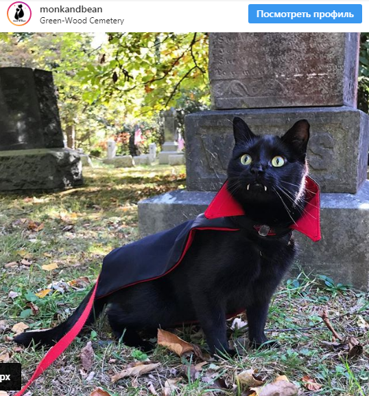 Черный кот с вампирскими клыками стал звездой сети - StormMedia24