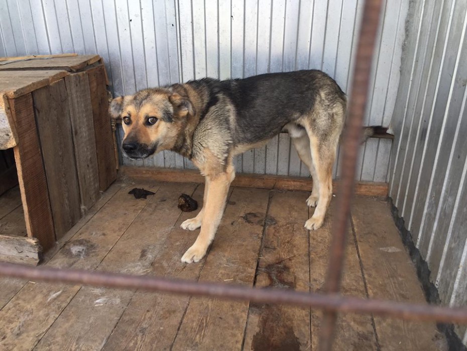 В селе Амга в Якутии будут отстреливать бесхозных собак 