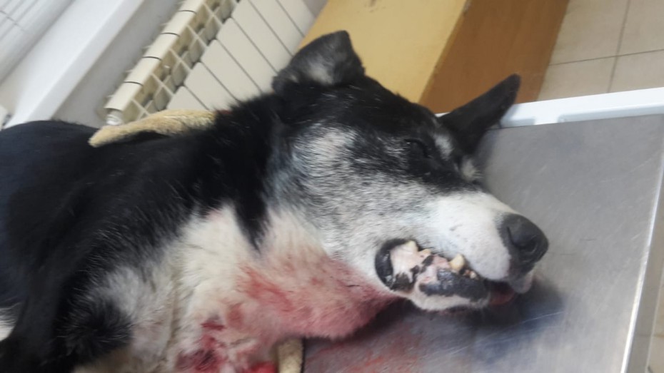 Якутская полиция не нашла состава преступления в убийстве собаки, зарезанной ножом