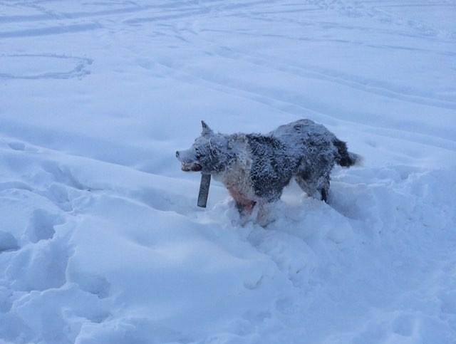 Фотофакт: В Якутии поглумились над мертвой собакой