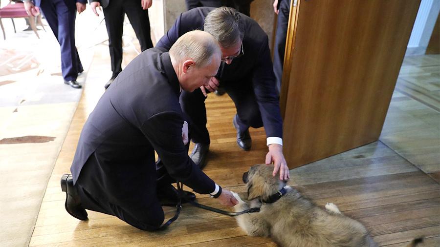 Подаренный Путину щенок стоит €300