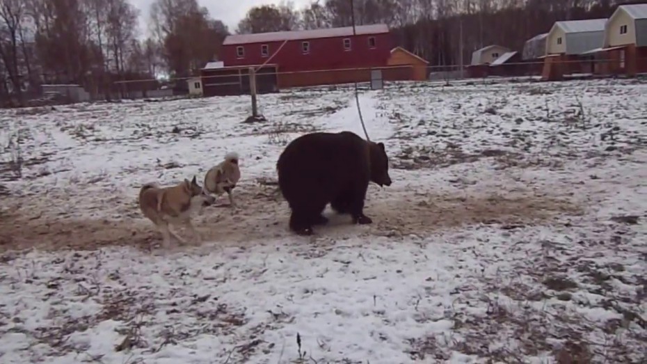 Притравка на медведя, запланированная на 5 апреля в Амгинском районе Якутии, отменена