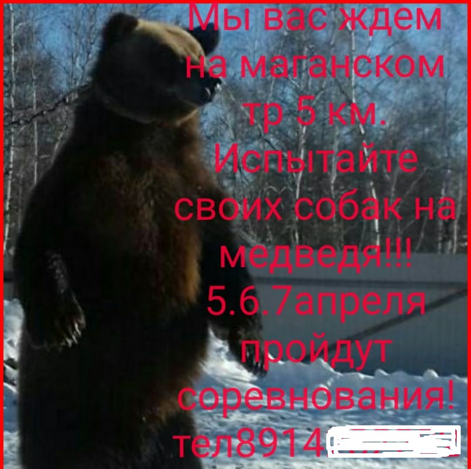 В Якутии охотничьих лаек будут притравливать на живого медведя