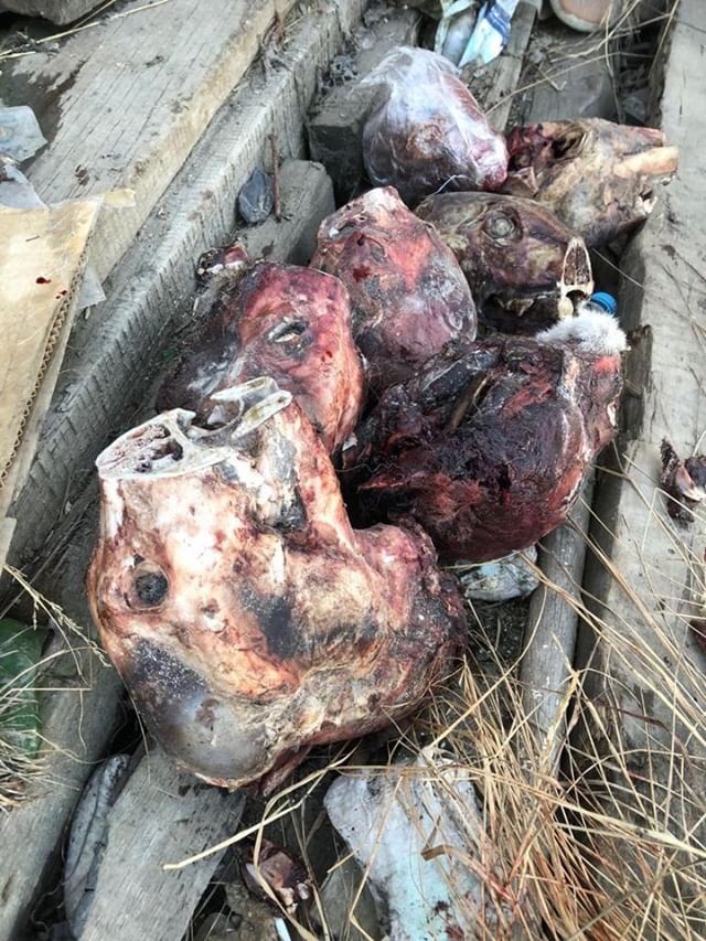 Полиция проводит проверку по факту обнаружения отрезанных собачьих голов в Якутске 