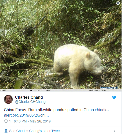 Редкая панда-альбинос впервые попала на камеру в Китае