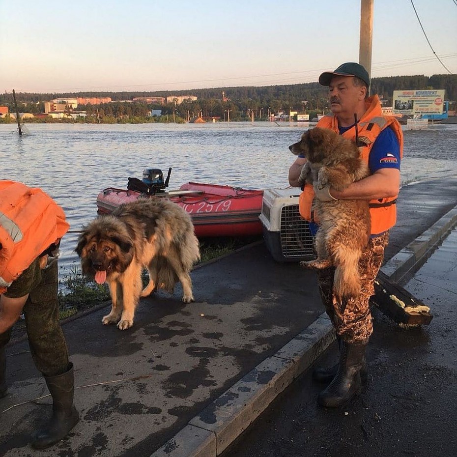 За сутки в зоне паводка в иркутском Тулуне спасли более 100 животных