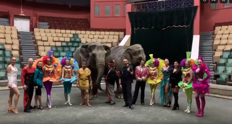 В Якутске на арене цирка будут мучить слонов и тигров