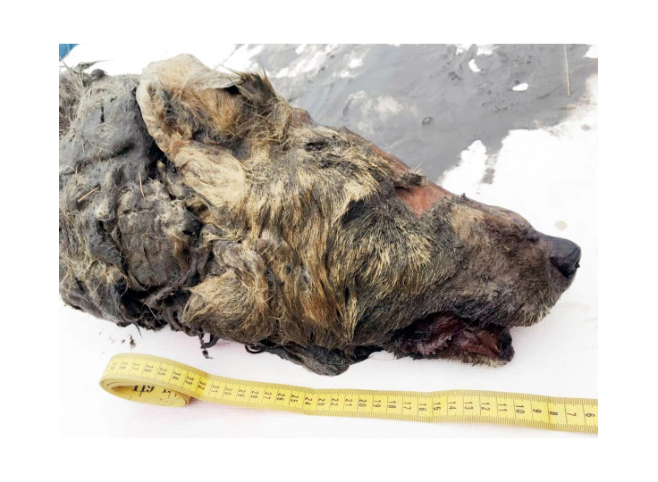 Житель Якутии обнаружил отрубленную голову волка возрастом 40 000 лет 