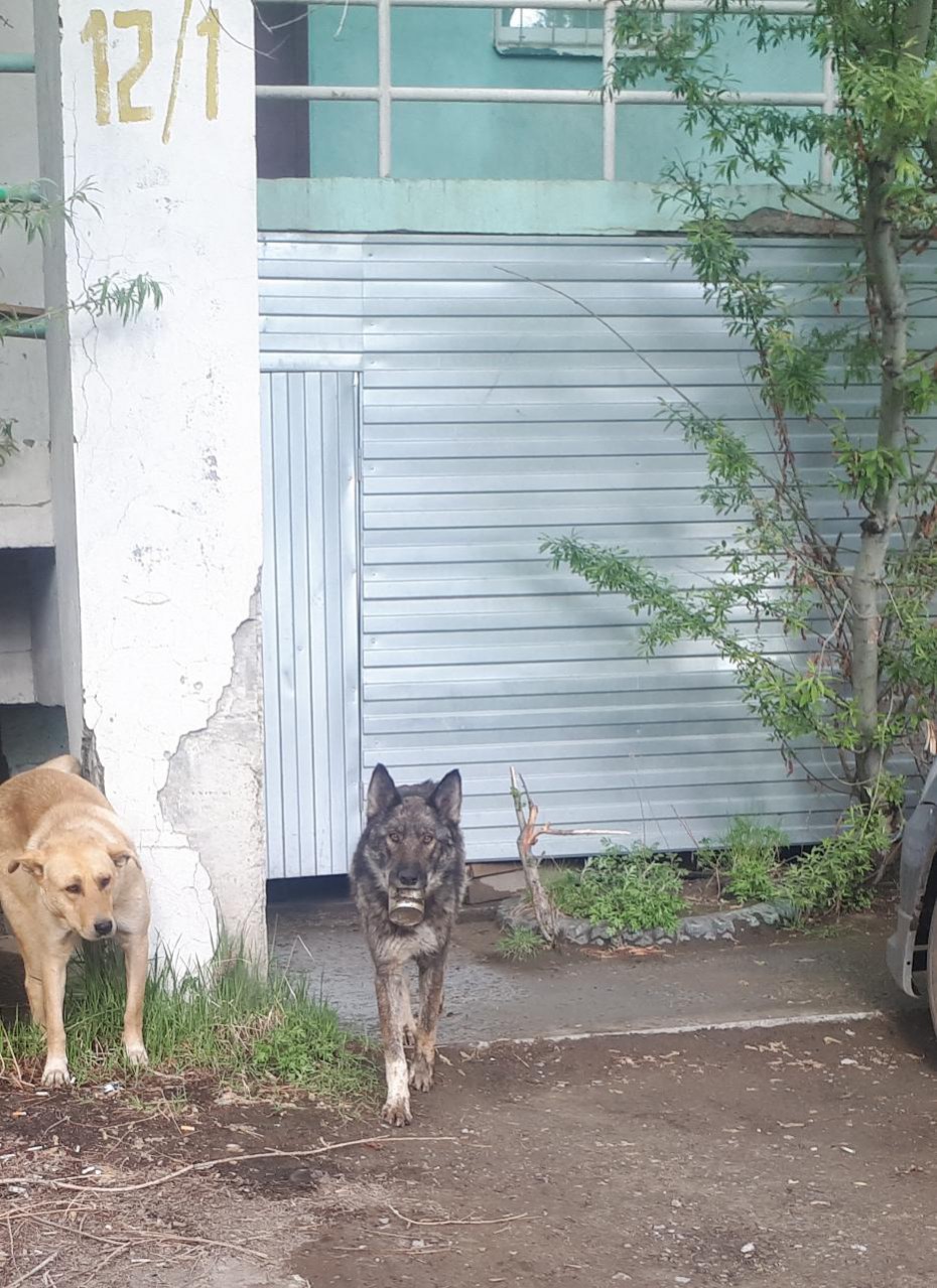 В Якутске зооволонтеры пытаются спасти собаку с банкой в пасти  
