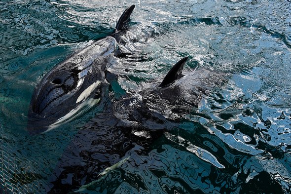 Выпущенных из «китовой тюрьмы» косаток заметили у Шантарских островов