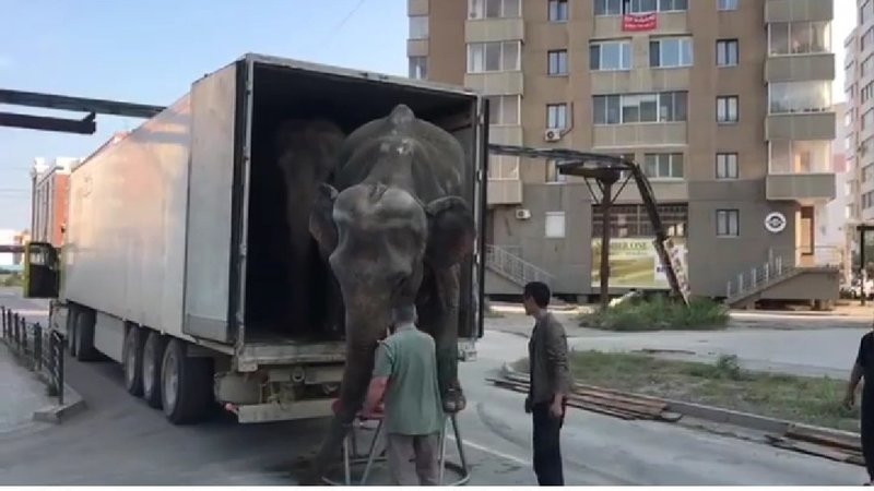 В Якутске выступают за запрет цирка с участием диких животных