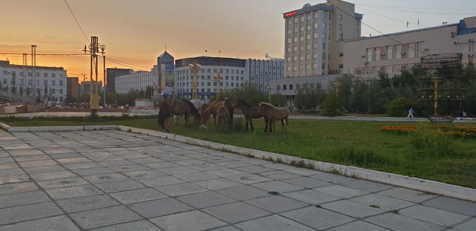 Табун лошадей перегнали с площади Ленина на ипподром ЯГСХА