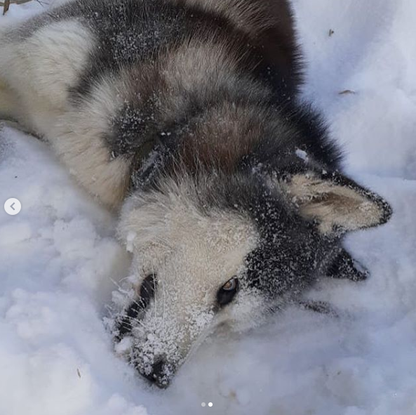 В Якутске продолжаются убийства собак ВИДЕО 