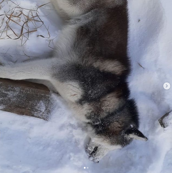 В селе Хадар в Якутии будут отстреливать собак