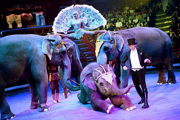 Медведев подписал постановление о содержании животных в зоопарках и цирках